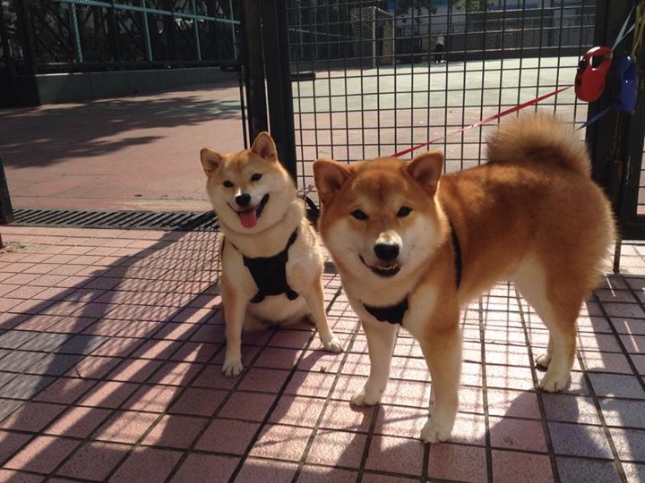 MOBA游戏赛事发展史：从DOTA到英雄联盟，再到王者荣耀，moba游戏发展史简略