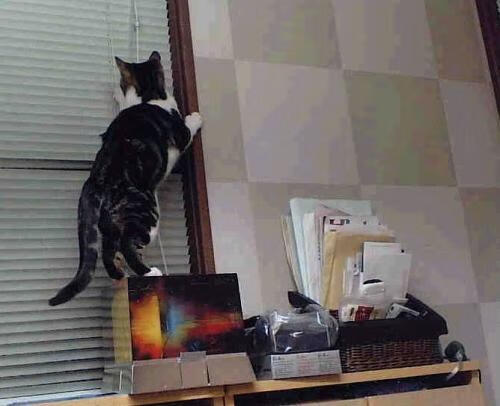 奥地利队在比赛中以强势取胜,证明实力之强,奥地利队大名单