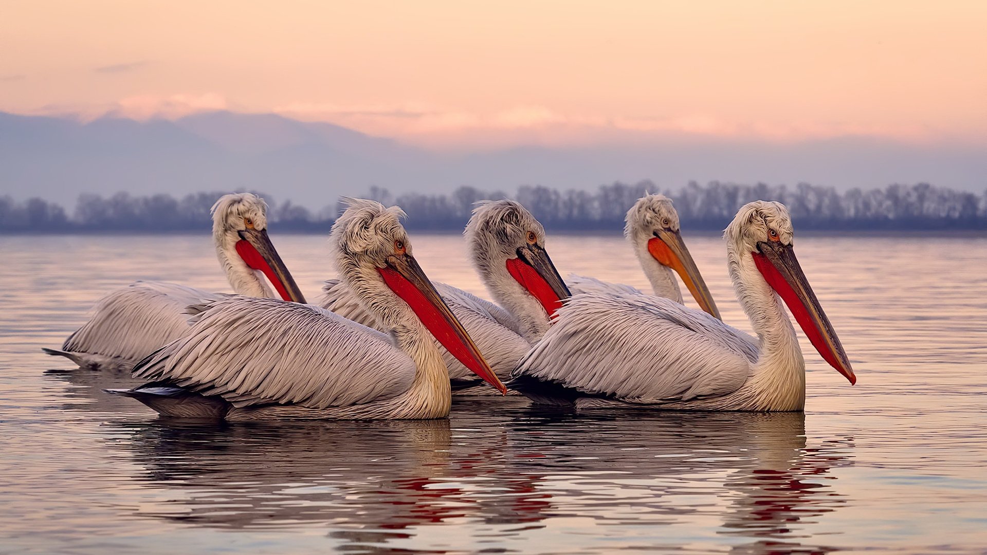 山东泰山防守端表现提升，泰山盾牌