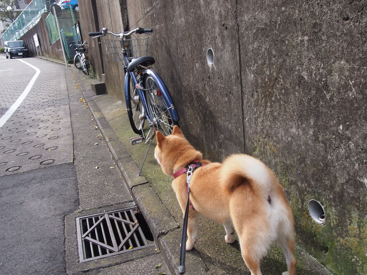 广州龙狮年轻球员赛场表现亮眼，广州龙狮最新注册球员