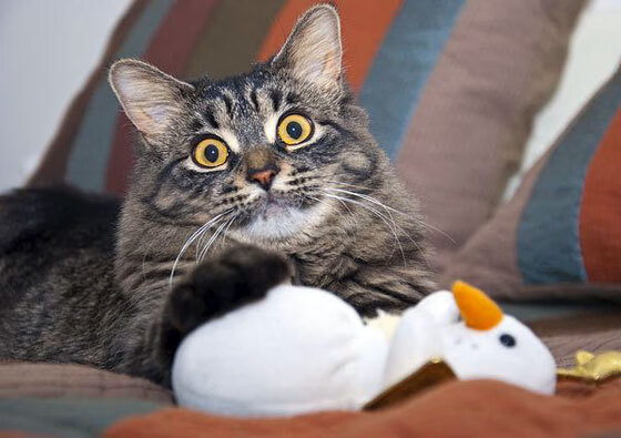 波兰主场惨败瑞典，欧锦赛强出线前景堪忧，欧洲杯波兰对瑞典比分预测