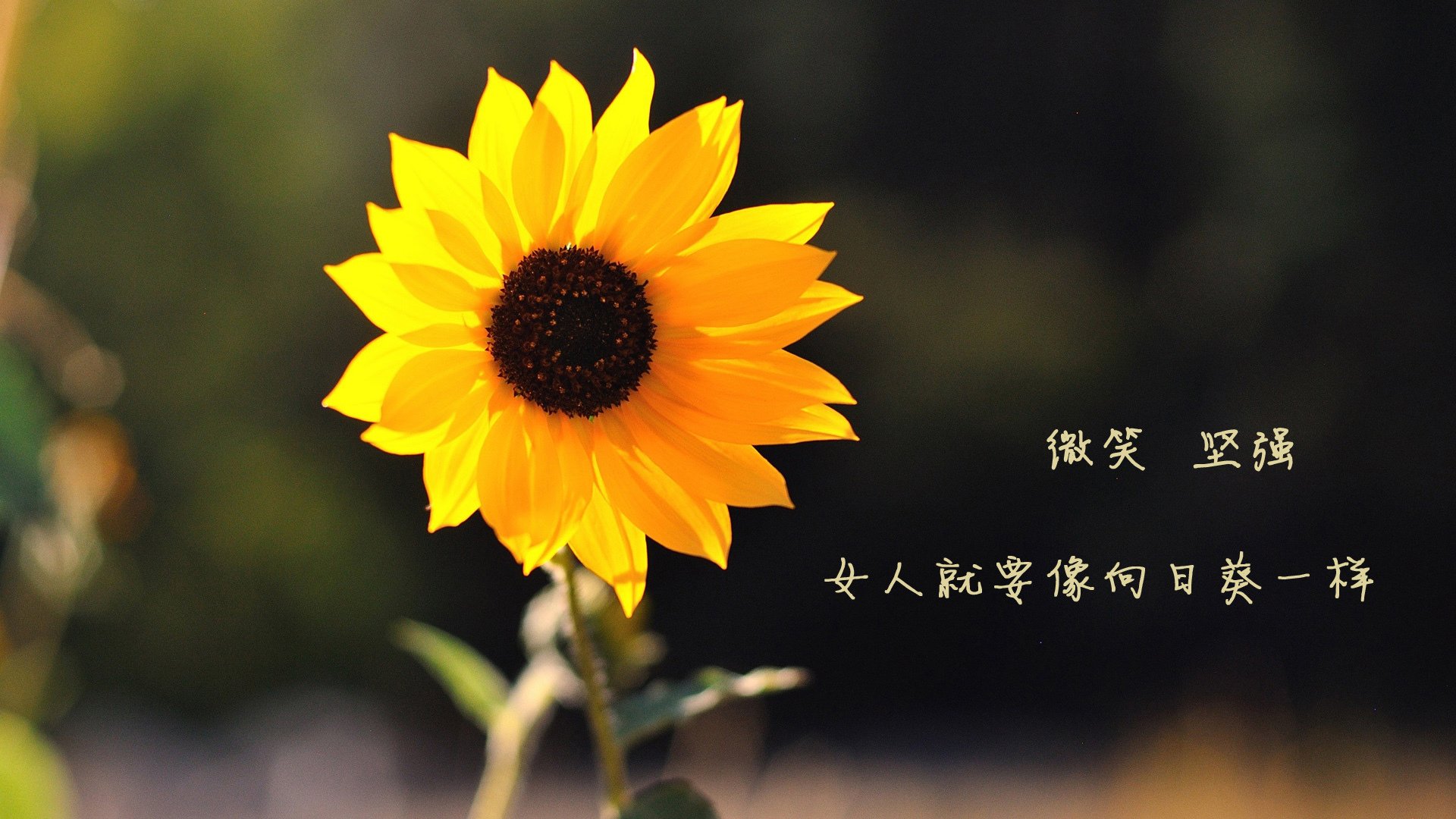 谁能在欧洲足球大舞台上书写传奇,成为众人瞩目的焦点?,欧洲足球俱乐部的比赛叫啥