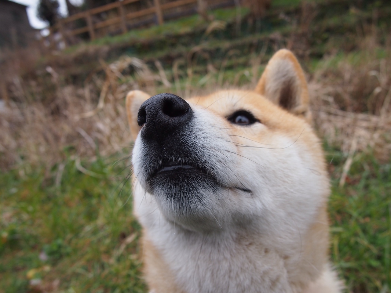 中国篮球职业联赛俱乐部青训体系建设及实践探索,职业篮球青年队