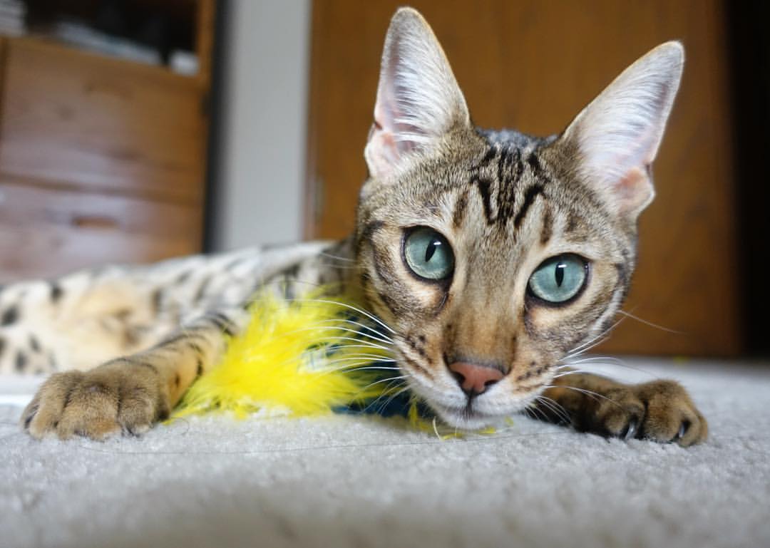 青少年体育兴趣培养机制及社会支持体系研究,实施青少年体育活动促进计划培育青少年体育爱好