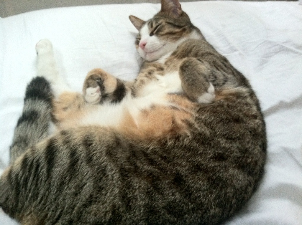 高校体育设施建设与管理优化研究,高校体育工作实施方案