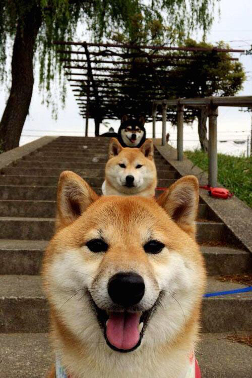 CBA多支球队强化教练团队，cba教练兼球员