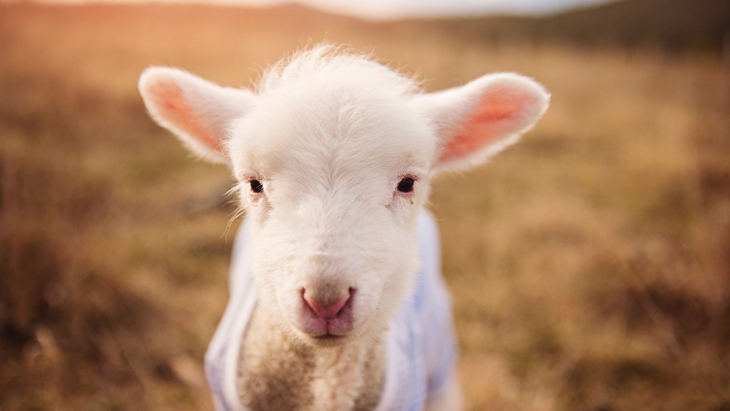 中国男篮提升内线统治力,中国男篮最新的道具