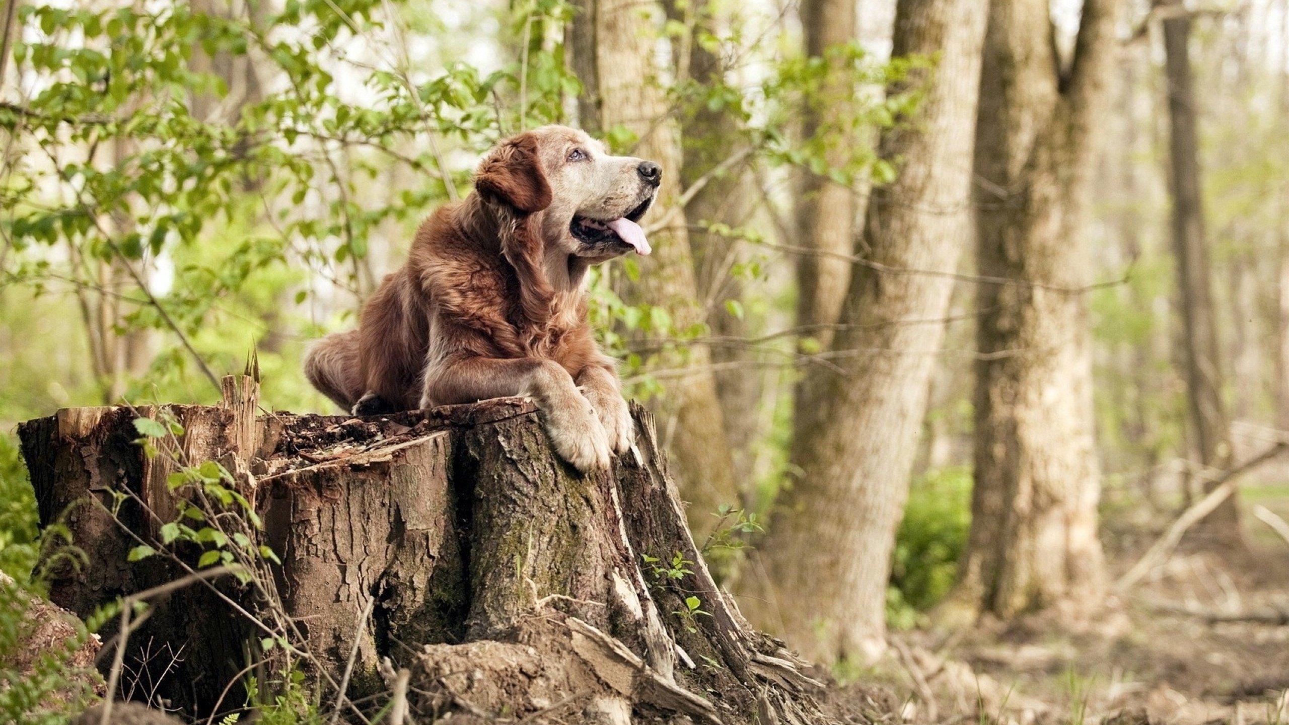 预赛表现超预期,团队士气高涨,预赛是正式比赛吗
