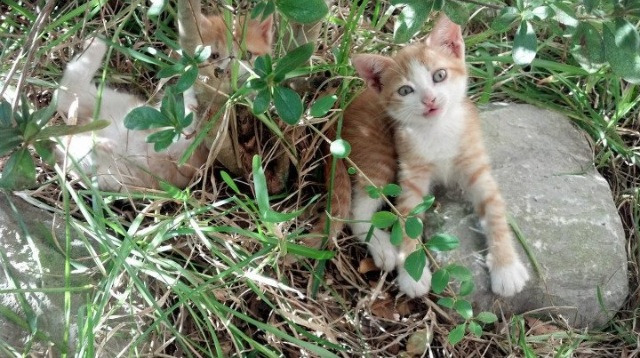 凯瑟琳·伯科夫完美入水赢得喝彩，凯瑟琳·伯纳德