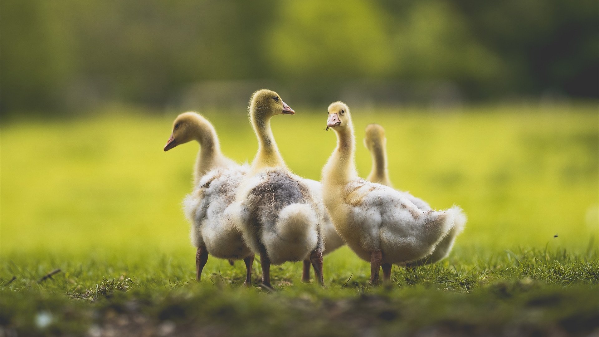 卢卡·乌兰多:胜负之外看技术,卢卡百科