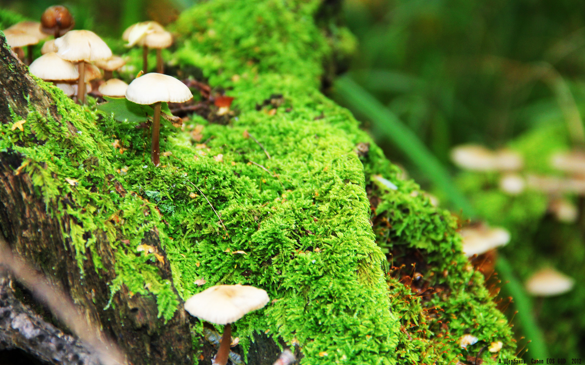 澳大利亚袋鼠队的高位防守体系,打造比赛主动权,袋鼠袭击澳大利亚