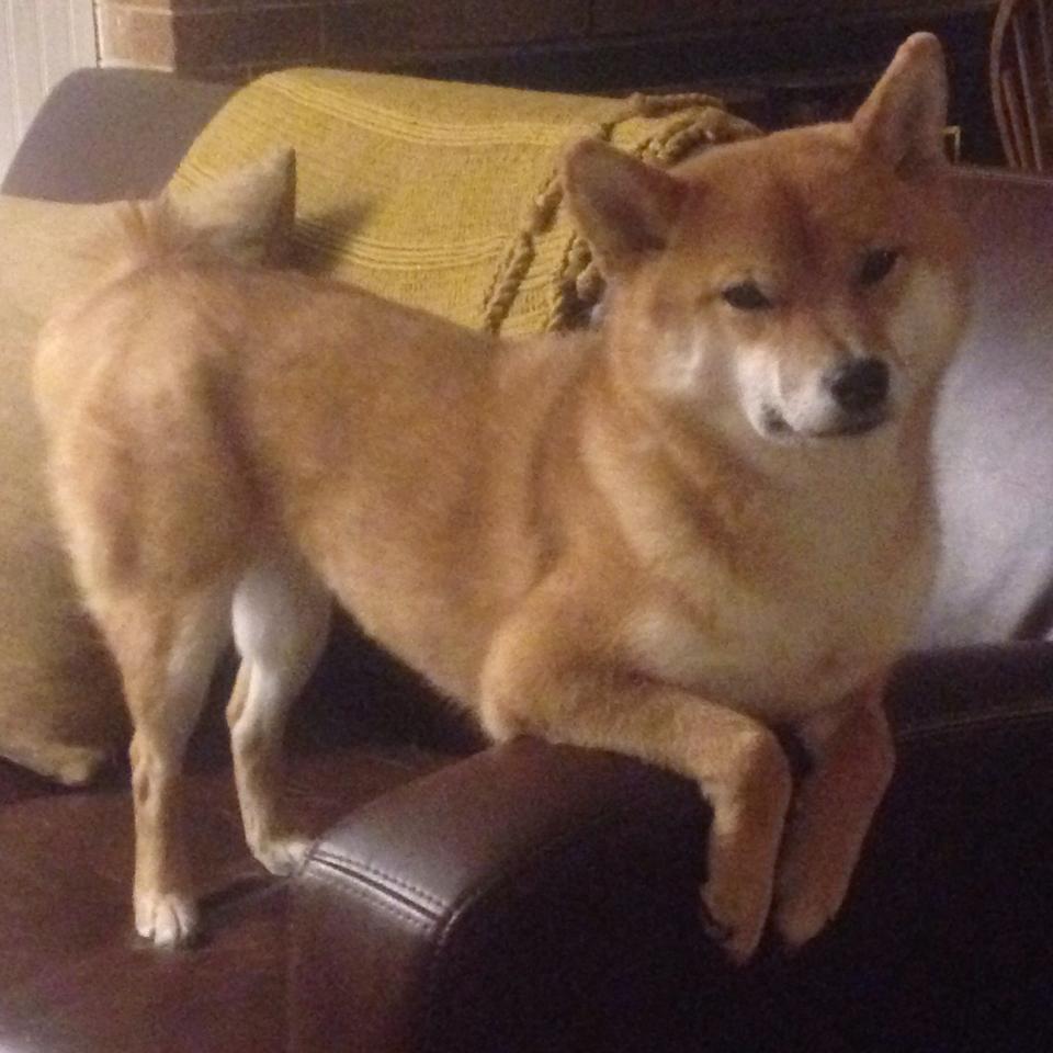 澳大利亚袋鼠队:如何利用球员的综合能力打破对手防线,袋鼠澳大利亚度百科